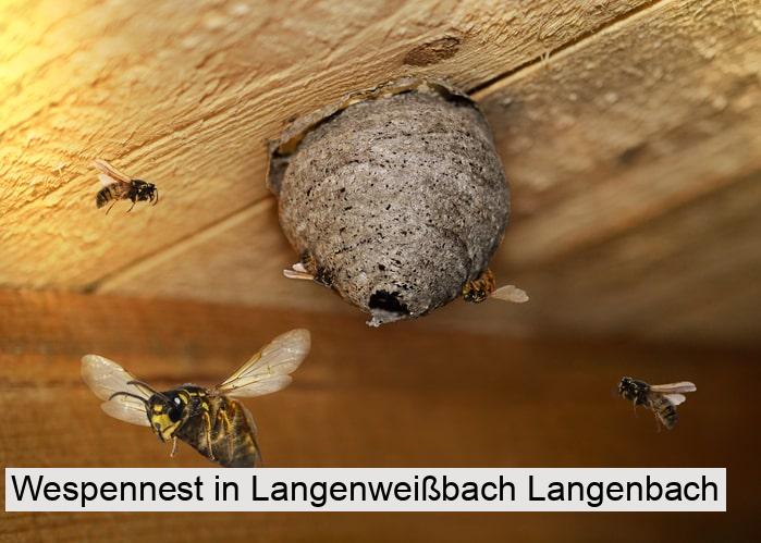 Wespennest in Langenweißbach Langenbach